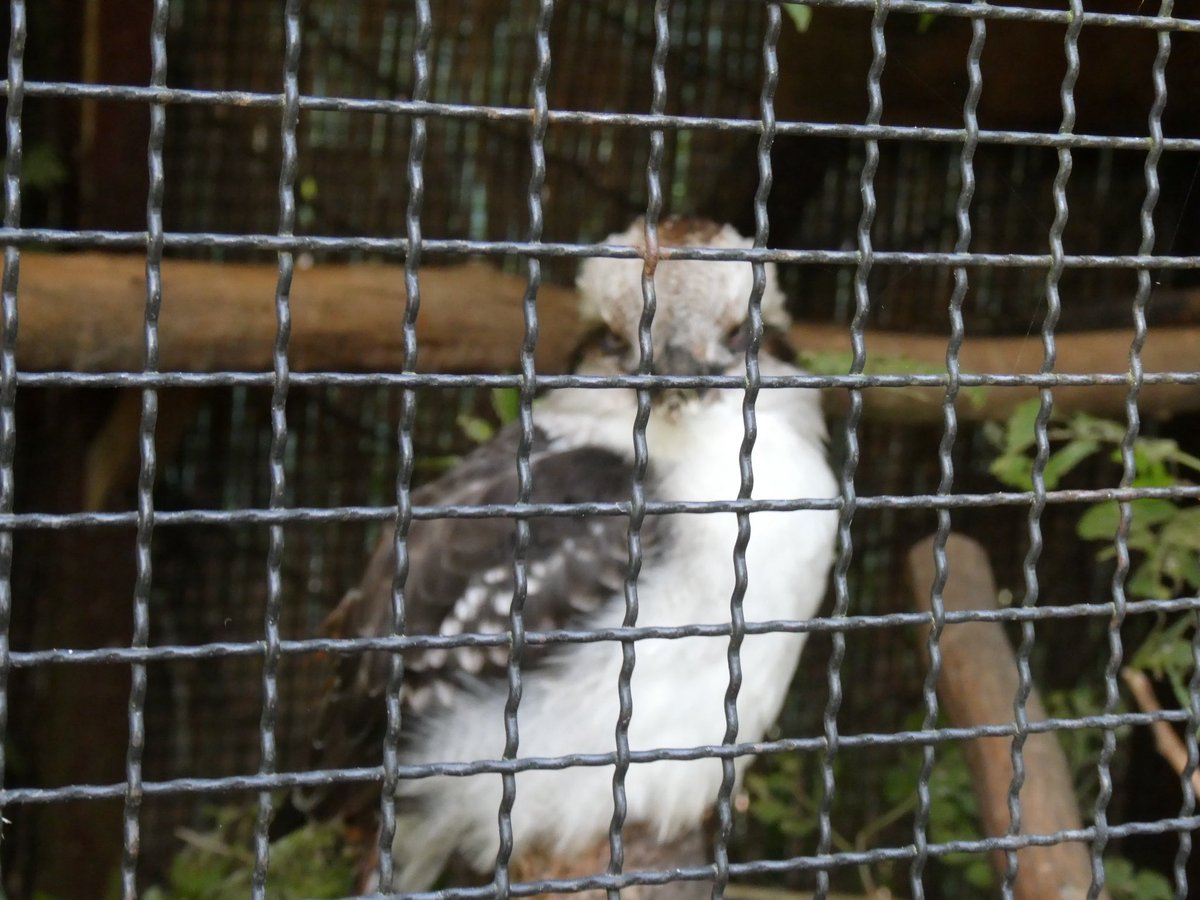 sVCMeMBDcO8757's tweet image. ワライカワセミ美しかったなあ

 #こども動物自然公園
 #ワライカワセミ