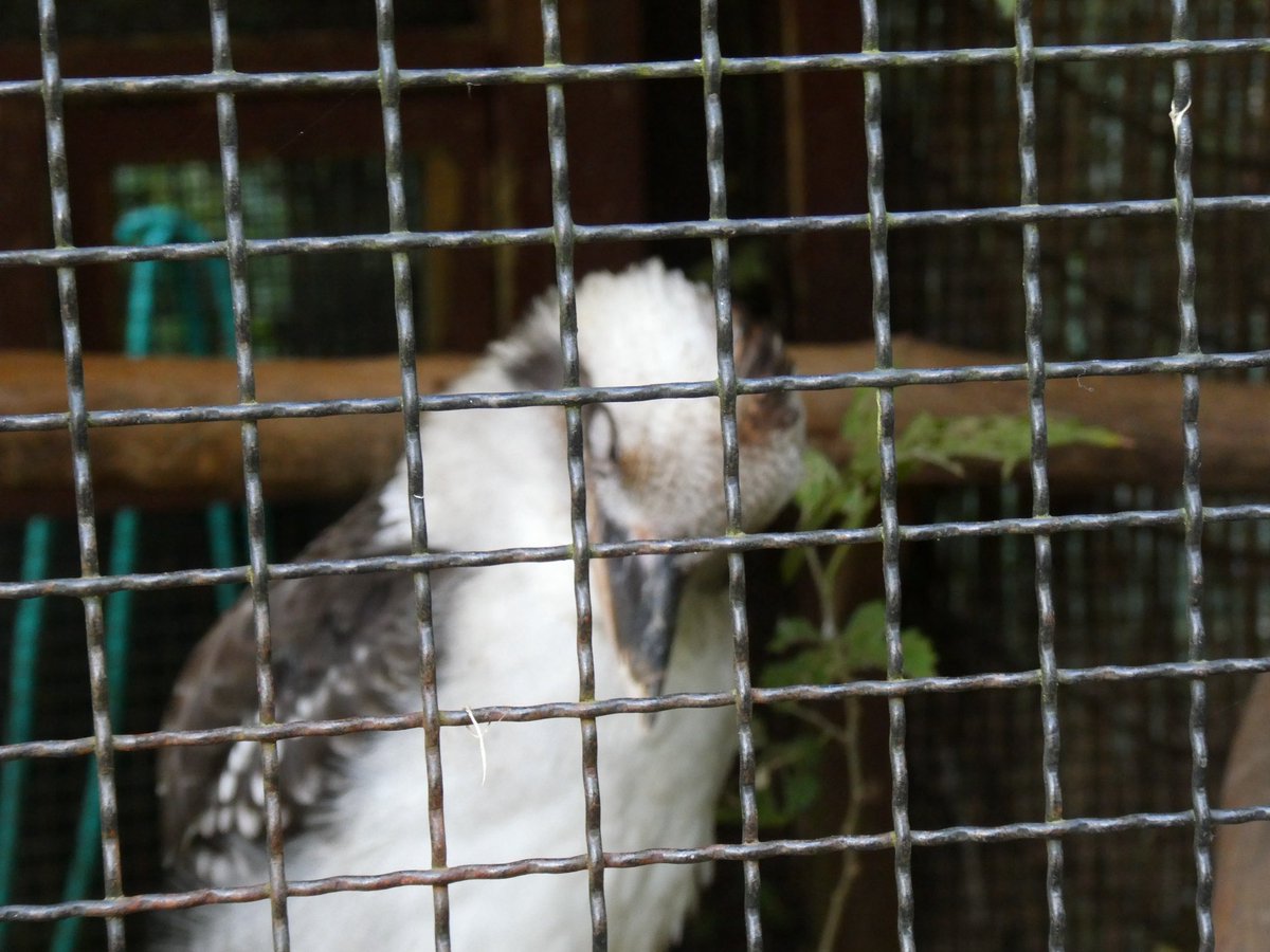 sVCMeMBDcO8757's tweet image. ワライカワセミ美しかったなあ

 #こども動物自然公園
 #ワライカワセミ