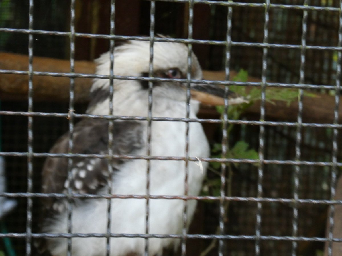 sVCMeMBDcO8757's tweet image. ワライカワセミ美しかったなあ

 #こども動物自然公園
 #ワライカワセミ