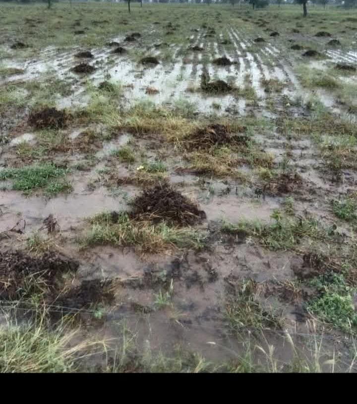 डीडवाना जिले में पिछले 5-6 दिनों से हो रही भारी बरसात ने किसानों की मेहनत पर पानी फेर दिया है।
बेमौसम हुई भारी बारिश और जलभराव से खेतों में बाजरा, मूंग, ग्वार सहित अधिकांश फसलें तबाह हो गई हैं।
#किसानों_को_मुआवजा_दो

<a href="/RajCMO/">CMO Rajasthan</a> <a href="/BhajanlalBjp/">Bhajanlal Sharma</a>
<a href="/hanumanbeniwal/">HANUMAN BENIWAL</a> <a href="/CMHelpdesk/">Rajasthan CM Helpdesk</a> <a href="/mahenkha/">Dr Mahendra Khadgawat</a>