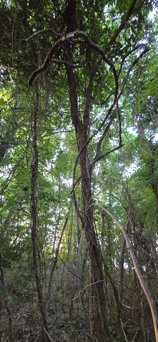 BryanM07091272's tweet image. #TreeTime #TreeFriends  #TreeClub