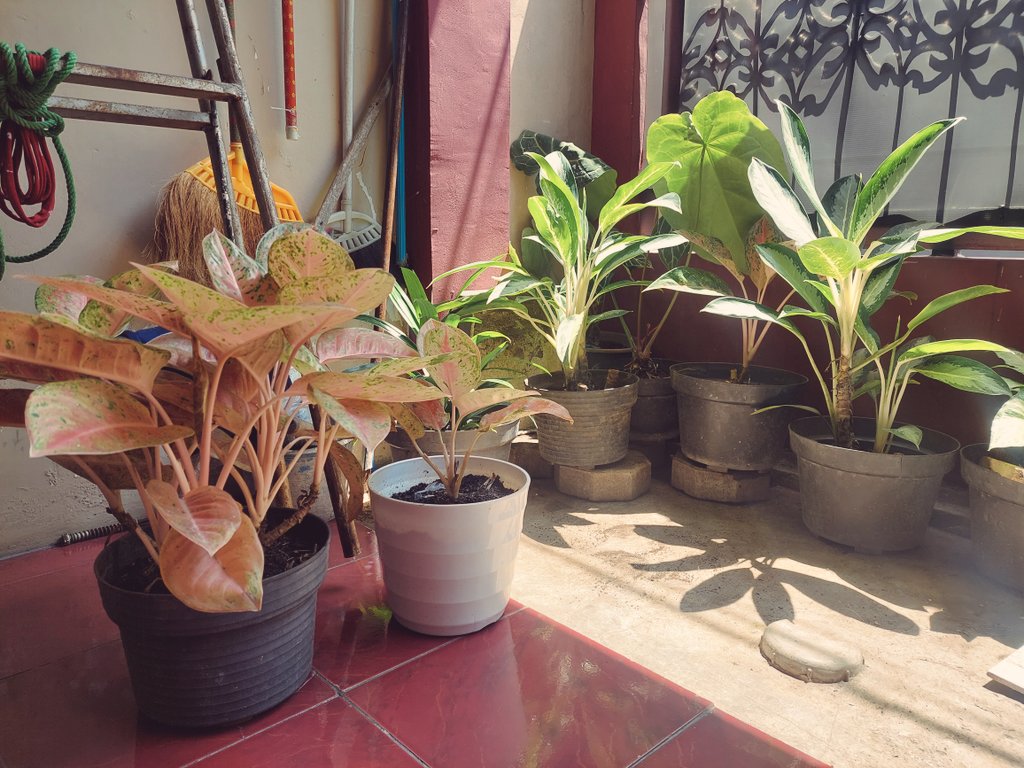 Juniarka tweet media