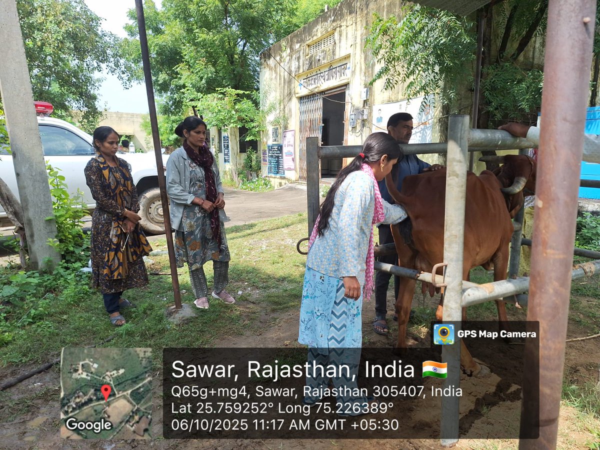 बीवीएचओ सावर, अजमेर में आयोजित AI एवं PD प्रशिक्षण कार्यक्रम में प्रतिभागियों को प्रजनन तकनीक, गर्भ जांच और पशुधन उत्पादकता बढ़ाने के उपायों की व्यवहारिक जानकारी दी गई। #पशुपालन_विभाग #राजस्थान_सरकार #AnimalHusbandry 
#Animal