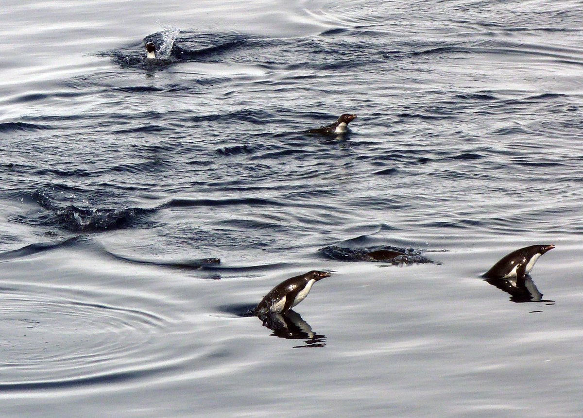 KashinSv's tweet photo. Penguins can fly! https://t.co/V0D8jUYucz