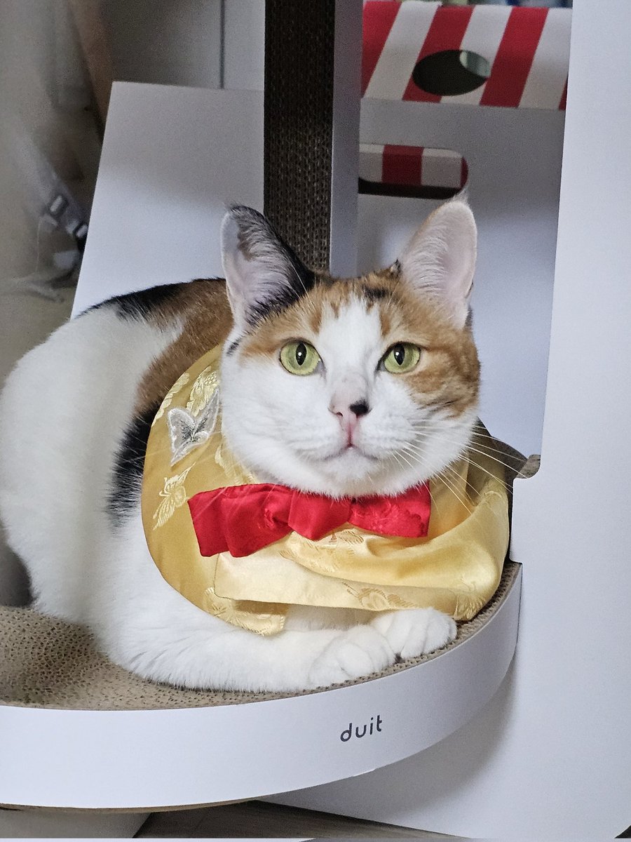 meowneow___'s tweet photo. 트친들 즐추에요🌕 https://t.co/gxWMQtODw3