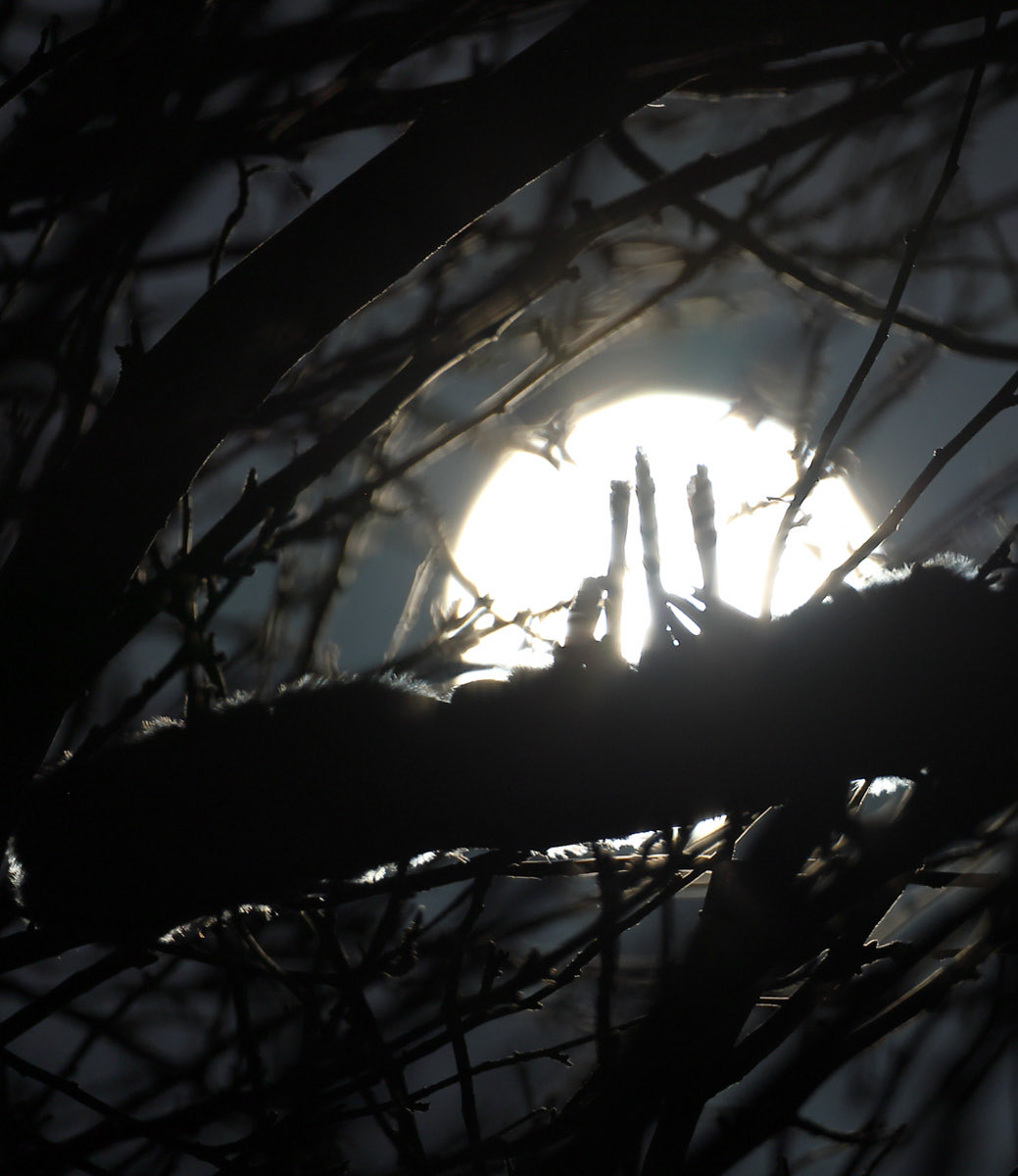 満月の夜にお団子になって寝んねするシマエナガ💬💤