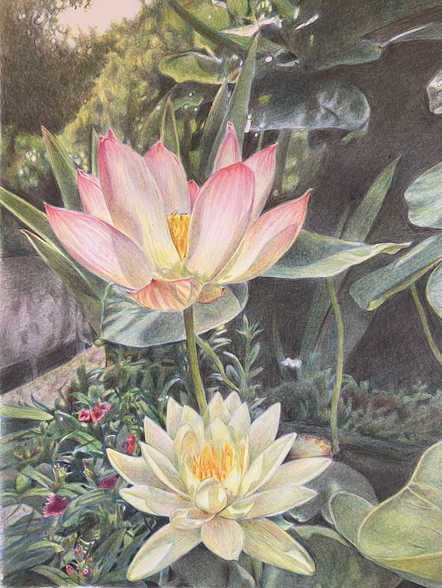 色鉛筆画 A4 2作品 ☆モア☆ 色鉛筆画 – търсене / X