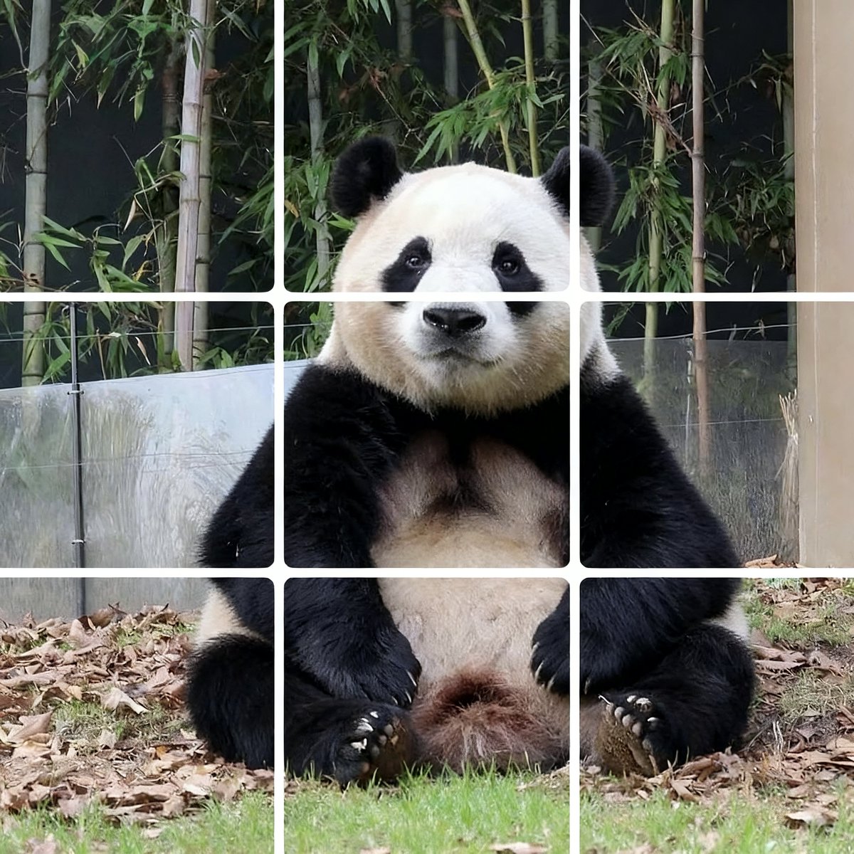 Qbi0708's tweet photo. #民族自豪可被放大
#動物受苦必被消音
#這不是開放 是控制
#話語權的溫控術
#SaveFubao #PandaTruth
可是——
世界上總有人在看、在記、在傳遞。
那些被封鎖的畫面,會越過牆,
被更多心懷善意的人接住。
因為每一次被刪除的真話,
都會在另一個國家的夜裡,重新被點亮。 https://t.co/AP7dgTNCal