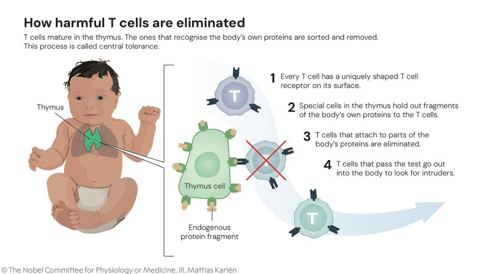 تم منح جائزة نوبل في الطب🏅لعام 2025
إلى الأميركيين ماري برونكو، وفريد رامسديل، والياباني، شيمون ساكاغوتشي

لاكتشافاتهم المتعلقة 
بالـperipheral immune tolerance

القصة رائعة جداً✨

جهاز المناعة هو خط الدفاع القوي في أجسامنا، يحارب آلاف الميكروبات يوميًا. لكن أحيانًا يخطئ الهدف،