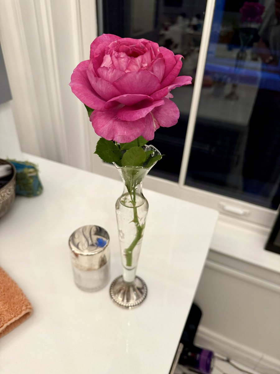 Came back from California to find this beauty in my garden waiting for me. “Perfume Factory” is the name of this rose, and it smells like pure heaven!