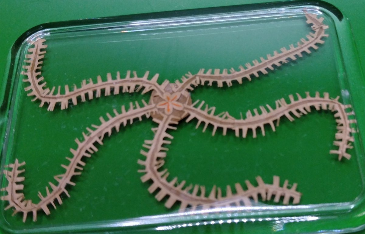 今日は、クモヒトデを封入してみました。
モデルはニホンクモヒトデ。