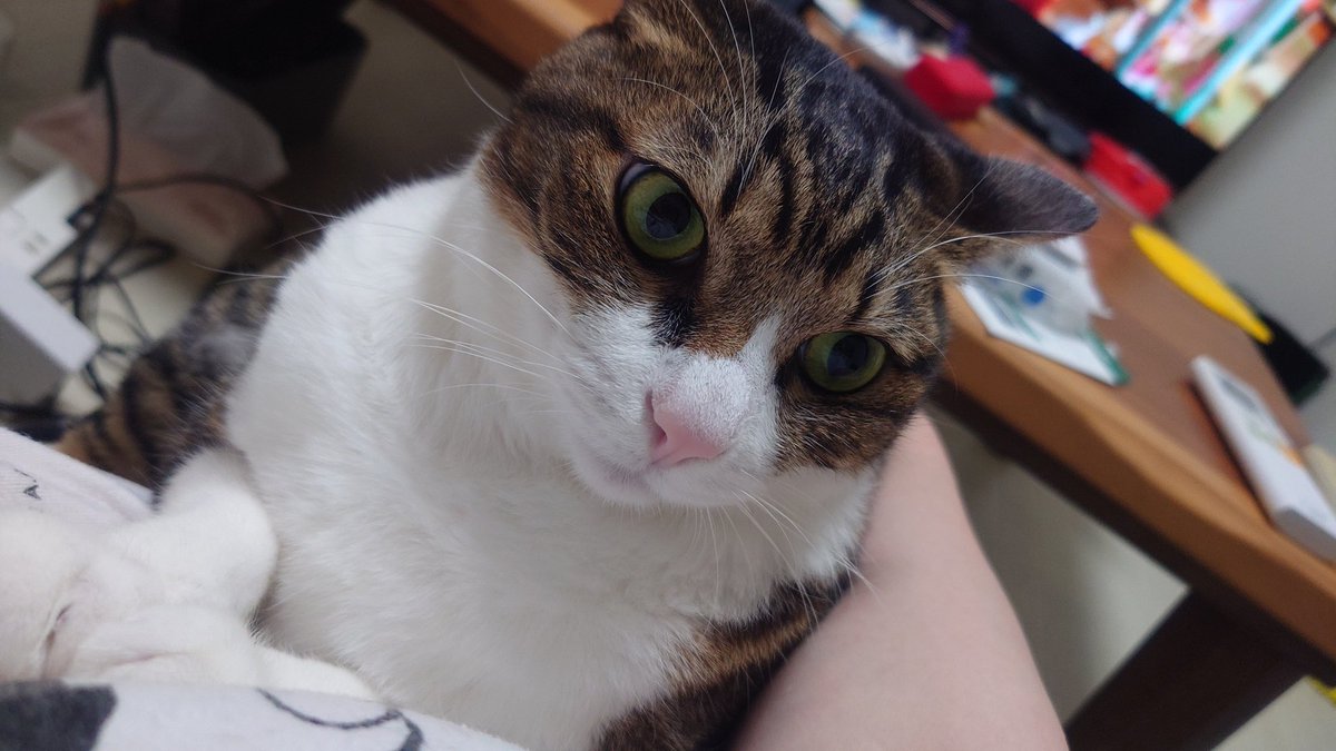 おきゃん tweet media