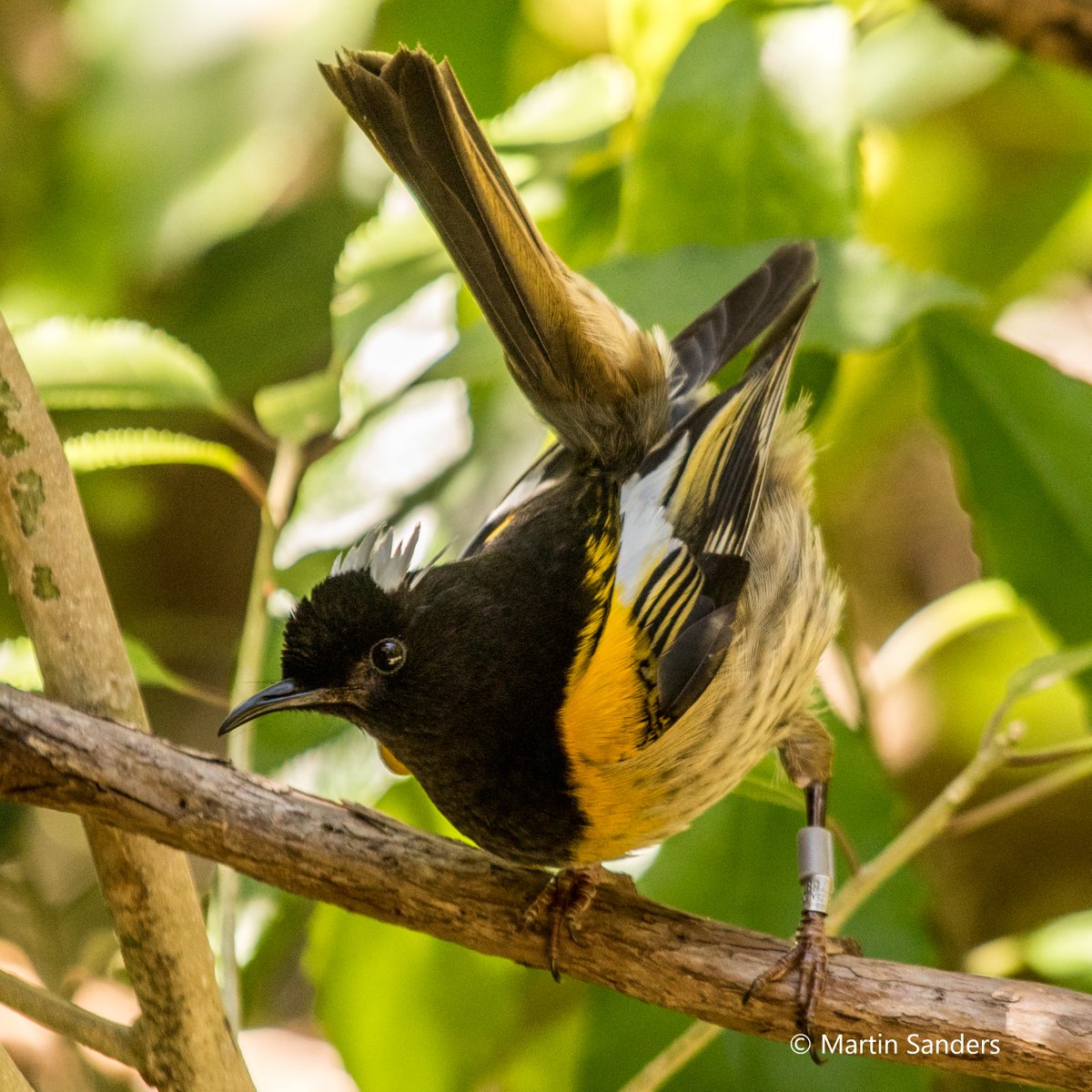 ZSLScience's tweet image. A new Science and Conservation Event! Join us on 4th Nov at 6pm as we discuss how innovative tools developed in biomedical research can offer insight into #wildlife health, from the hihi in Aotearoa New Zealand to the sea turtle in Cabo Verde 🐢 Book now: zsl.org/news-and-event…