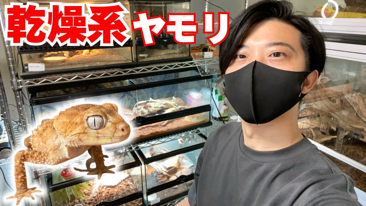 ▼YouTube更新

顔面怖すぎヤモリ「鬼玉次郎」とその仲間たち【オニタマオヤモリ】
youtu.be/J4MFUmFRtwQ

フォロー＆RTでRAFchステッカー当たります🎯
本日も宜しくお願い致します！