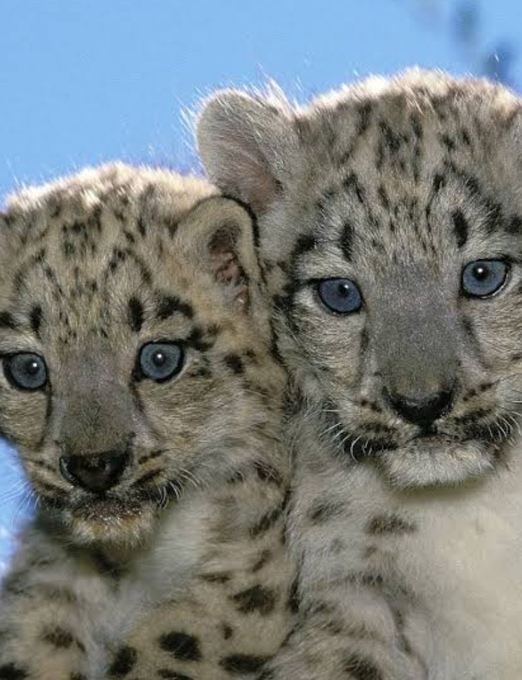 gemsofbabus_ tweet picture