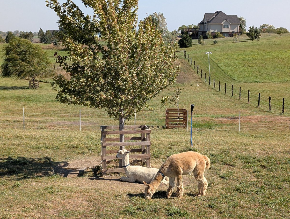 DocBohn's tweet image. Good morning

#GoodMorning #alpacas
