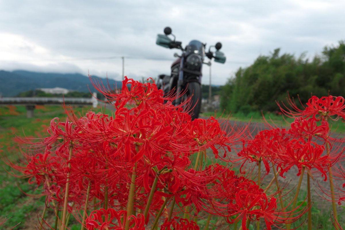 crossganner26's tweet photo. レブルのバッテリー交換して、試走ついでにこないだハンターカブでも見てきた彼岸花を。そしたら、思いがけずコブハクチョウにも出会えた(笑)
あと、我が家のバイク勢揃い。
#先行チラ見せ
#RX100M6
#旅に出たくなる写真
#HONDA
#HONDAが美しい
#SC83
#レブル1100
#彼岸花 https://t.co/IySMLdaHbC