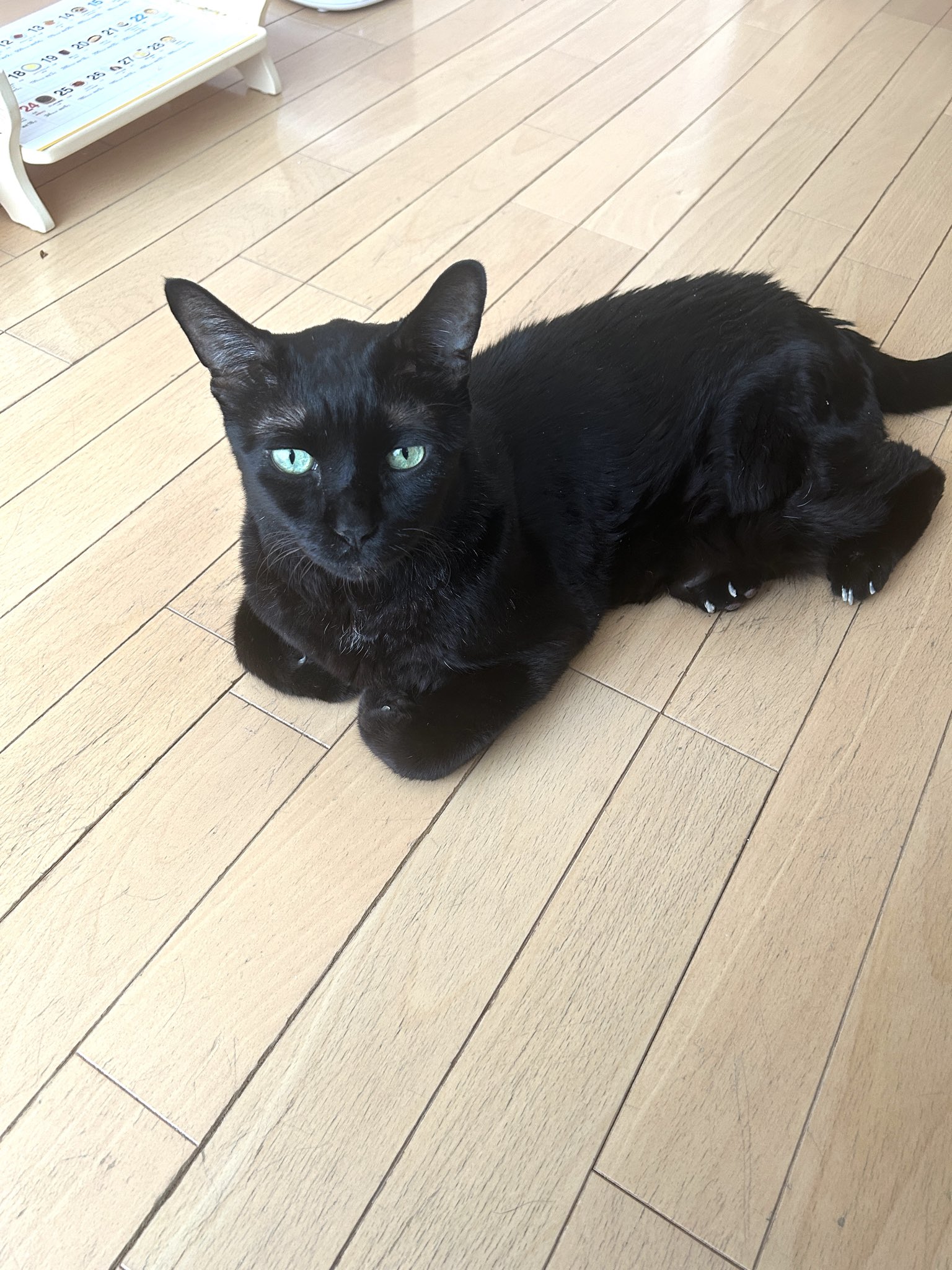 黒猫 かずよん🐈‍⬛黒猫りゅう🔜11/1.2ラブリーにゃんフェスタ（ATC