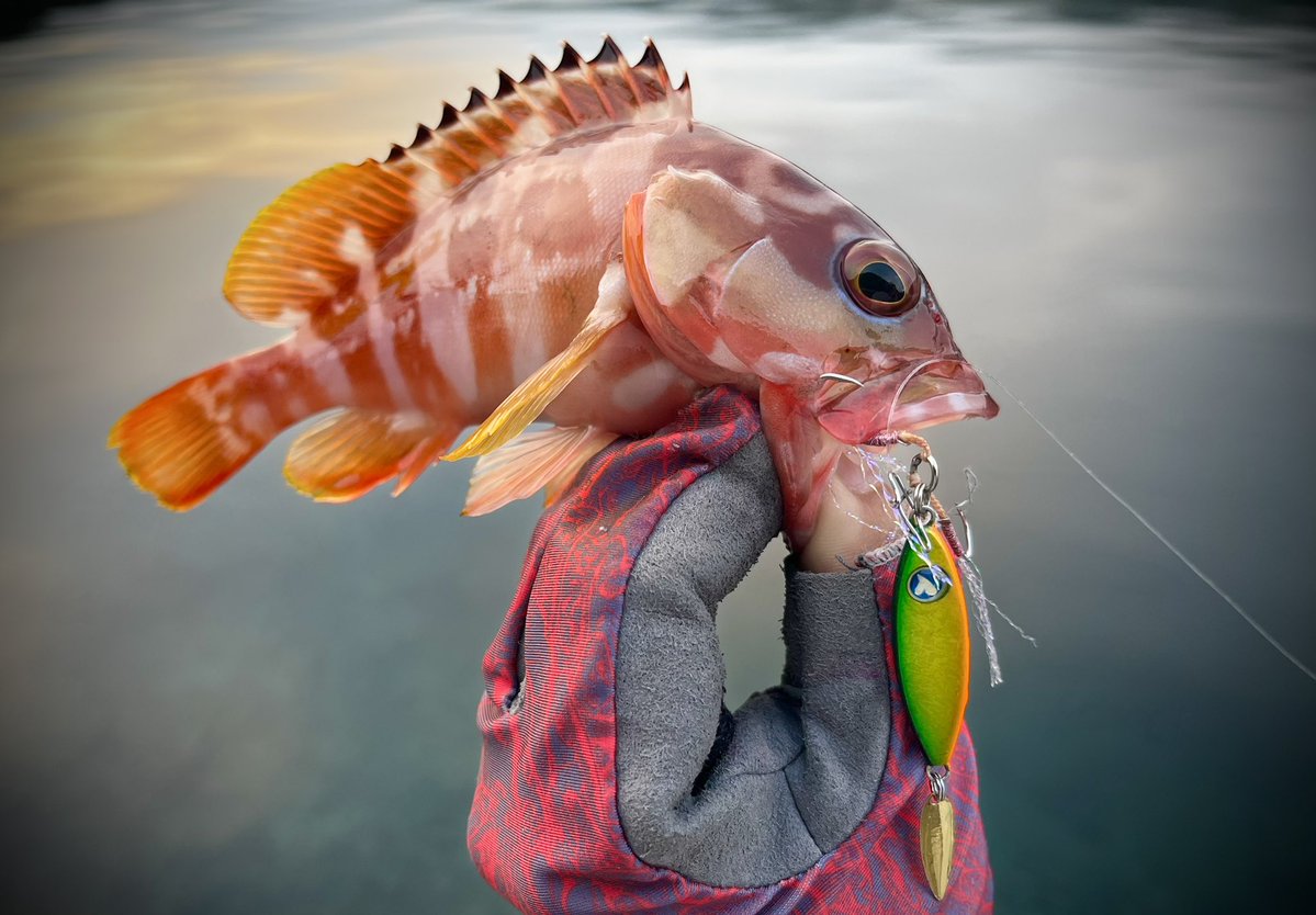 サビア＋IRCTとメタル系だけ持って🎣

シーライドミニでチビ根魚達に癒されていると、深い所にシーライドミニに反応しない少し良いサイズの魚発見👀

ナッゾに変えてスっと持ち上げ送り込んでフラフラ～…ゴンっ!!
良いサイズのコロダイさん👍
よく引いて楽しませてくれました👏
 #INXlabel #BlueBlue