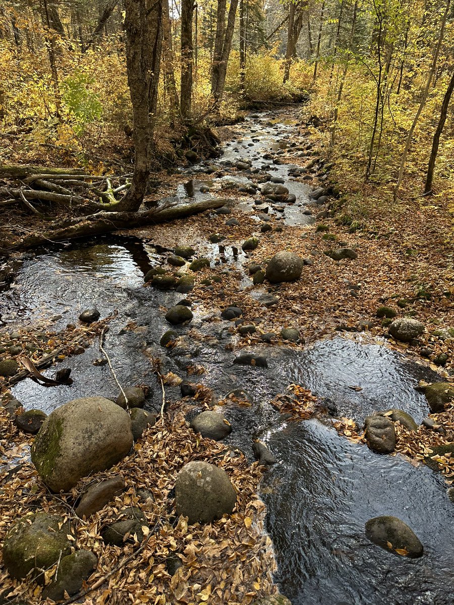 Mike Ianni-Palarchio tweet media