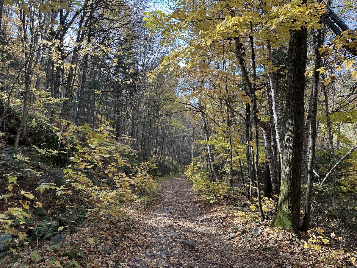 Mike Ianni-Palarchio tweet media