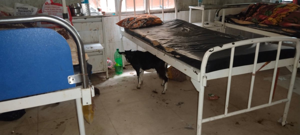 ResearchUdaan's tweet photo. Condition of Hailakandi SK Roy Civil Hospital
This image speaks volumes about the negligence of the authorities. The SK Roy Civil Hospital, known as the lifeline for the poor of Hailakandi, is now in a pathetic state. Broken beds, unhygienic, stray animals inside patient rooms. https://t.co/bEzEyaODPN