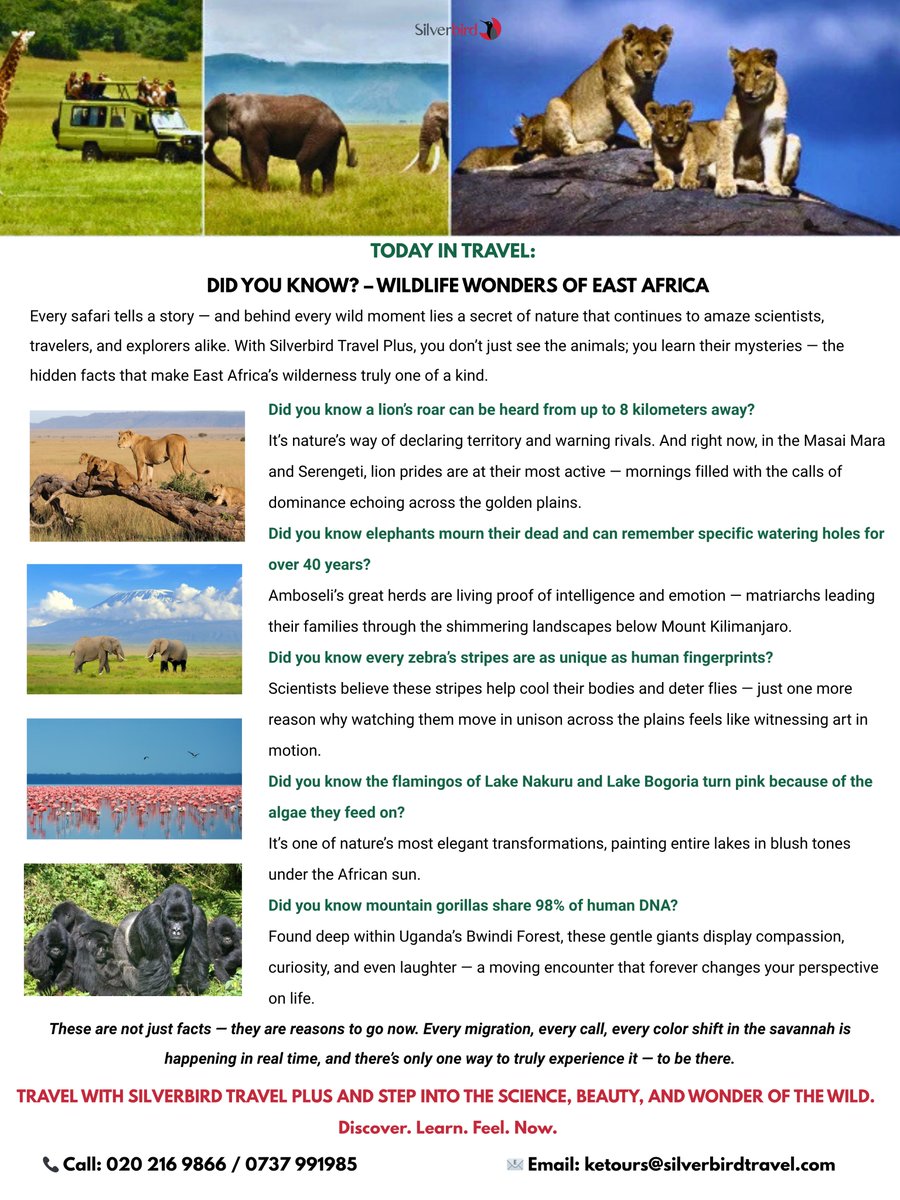 silverbirdtours's tweet image. Did you know a lion’s roar travels up to 8 km, elephants remember watering holes for 40 years, and every zebra’s stripes are as unique as fingerprints?
Discover. Learn. Feel. Now.

📞 020 216 9866 / 0737 991 985
📧 ketours@silverbirdtravel.com

#safariscience #wildafrica #masai