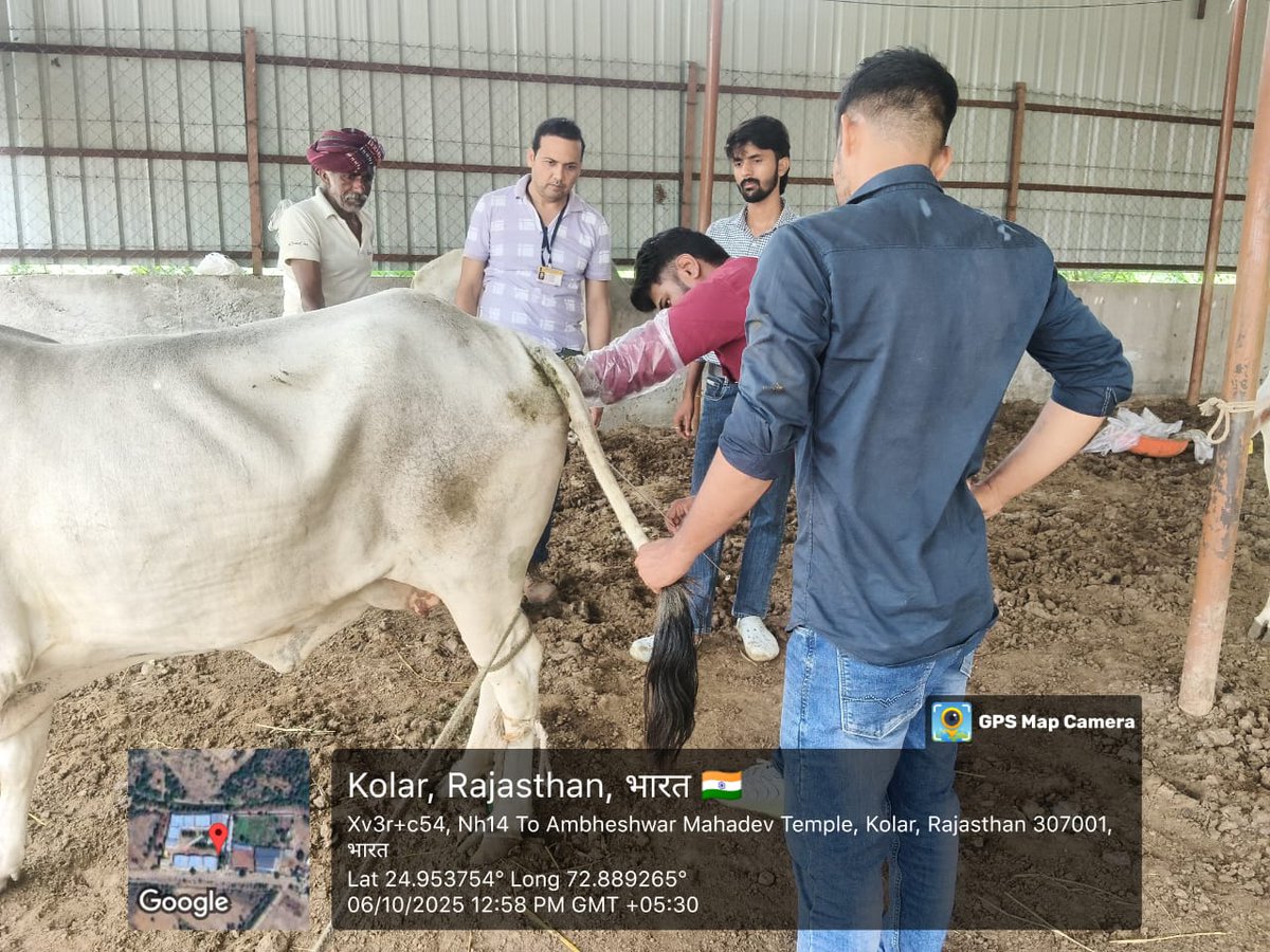 rajanimalhus's tweet image. एफवीएच पालरी, सिरोही में AI प्रशिक्षण कार्यक्रम, प्रतिभागियों को गर्भाधान तकनीक, प्रजनन स्वास्थ्य प्रबंधन और नस्ल सुधार की जानकारी दी गई। #AITraining #Sirohi #पशुपालन_विभाग #animalhusbandry 
#animalcare