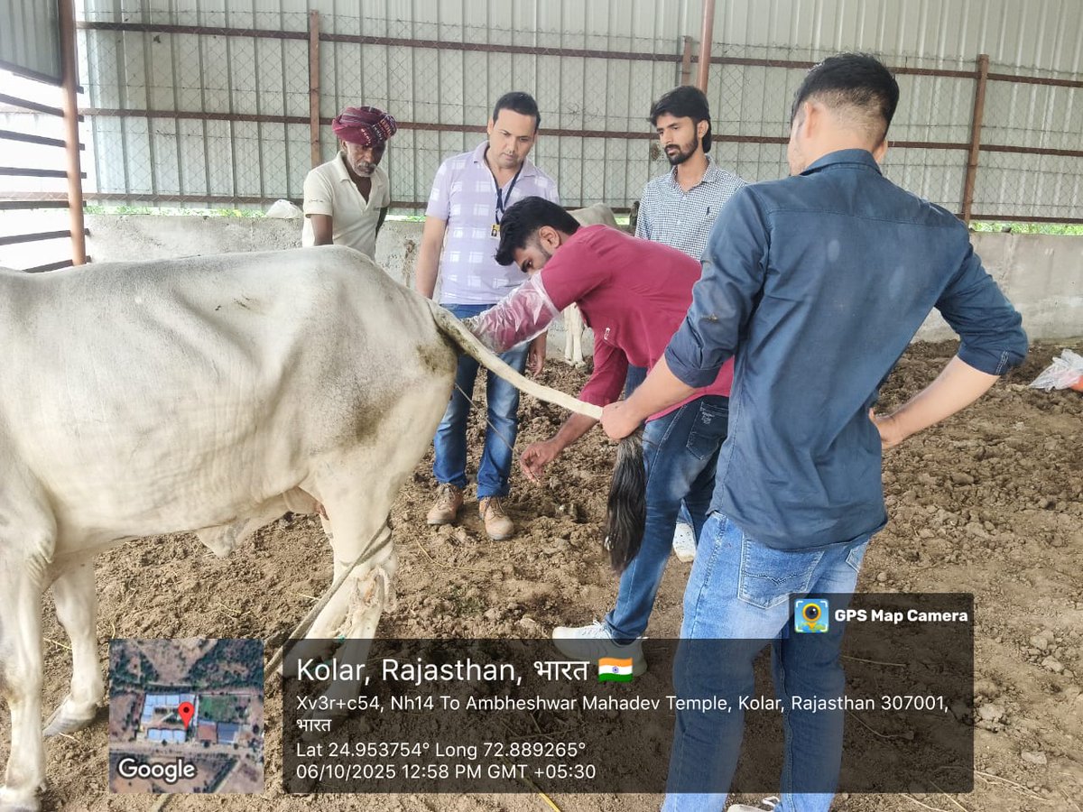 rajanimalhus's tweet image. एफवीएच पालरी, सिरोही में AI प्रशिक्षण कार्यक्रम, प्रतिभागियों को गर्भाधान तकनीक, प्रजनन स्वास्थ्य प्रबंधन और नस्ल सुधार की जानकारी दी गई। #AITraining #Sirohi #पशुपालन_विभाग #animalhusbandry 
#animalcare