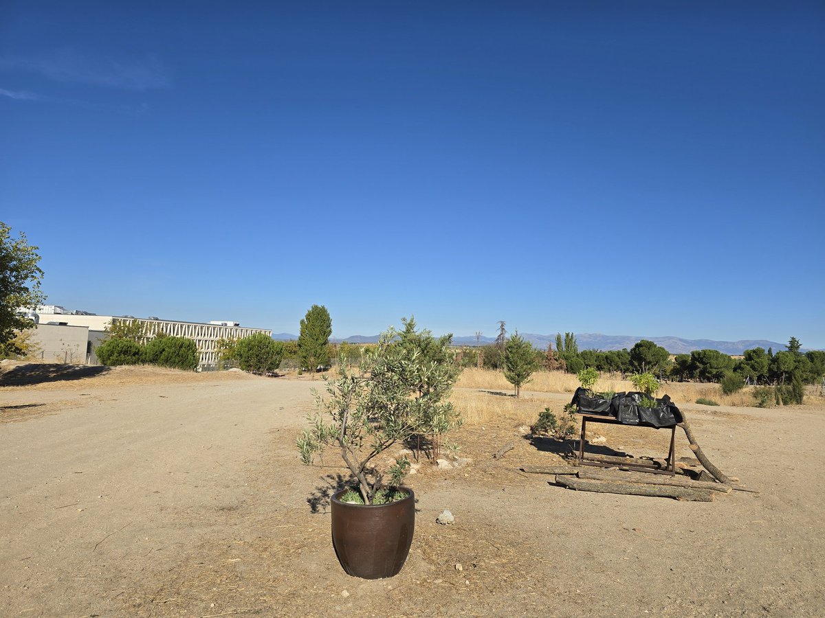 nomegacanton's tweet image. 🏴‍☠️ Una vecina ha dejado este olivo en la #RevoluciónVerde de #Montecarmelo 🌿 Y no podía ser más simbólico: el olivo representa paz, prosperidad, esperanza… y conexión con lo divino. Justo lo contrario de lo que propone el #megacantón. Este árbol sí que tiene #raíces, no cemento