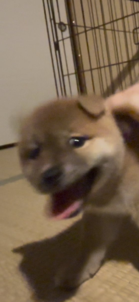 音速で走る柴犬。