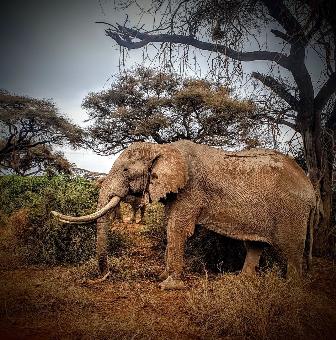 BastianGct's tweet image. Le plus vieil éléphant du Kenya en août 2022. Il est devenu le plus vieux après la mort de son frère aîné au début de l&apos;été de la même année.

#elephant