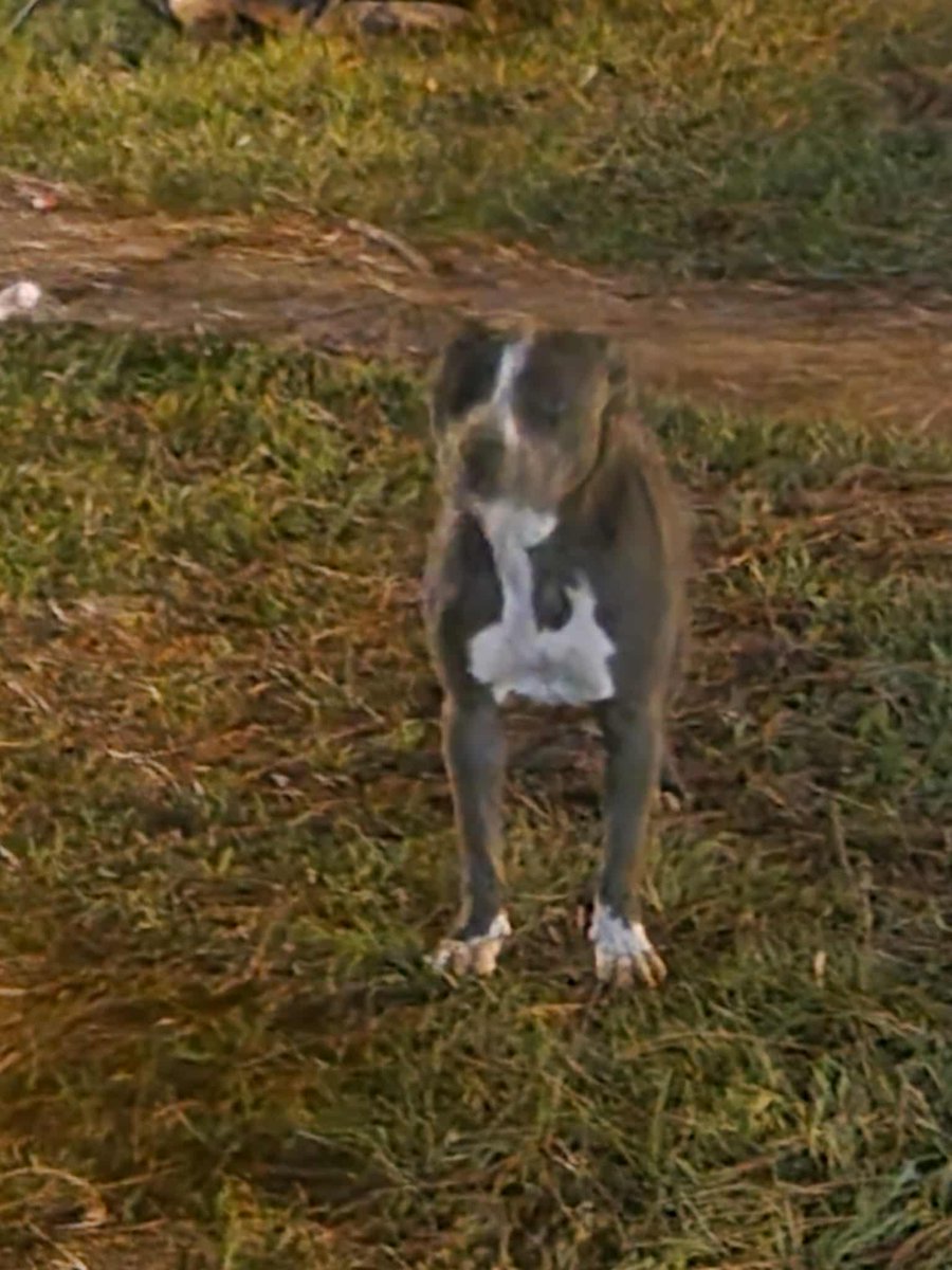 Brenda Ruffin/Resister tweet media