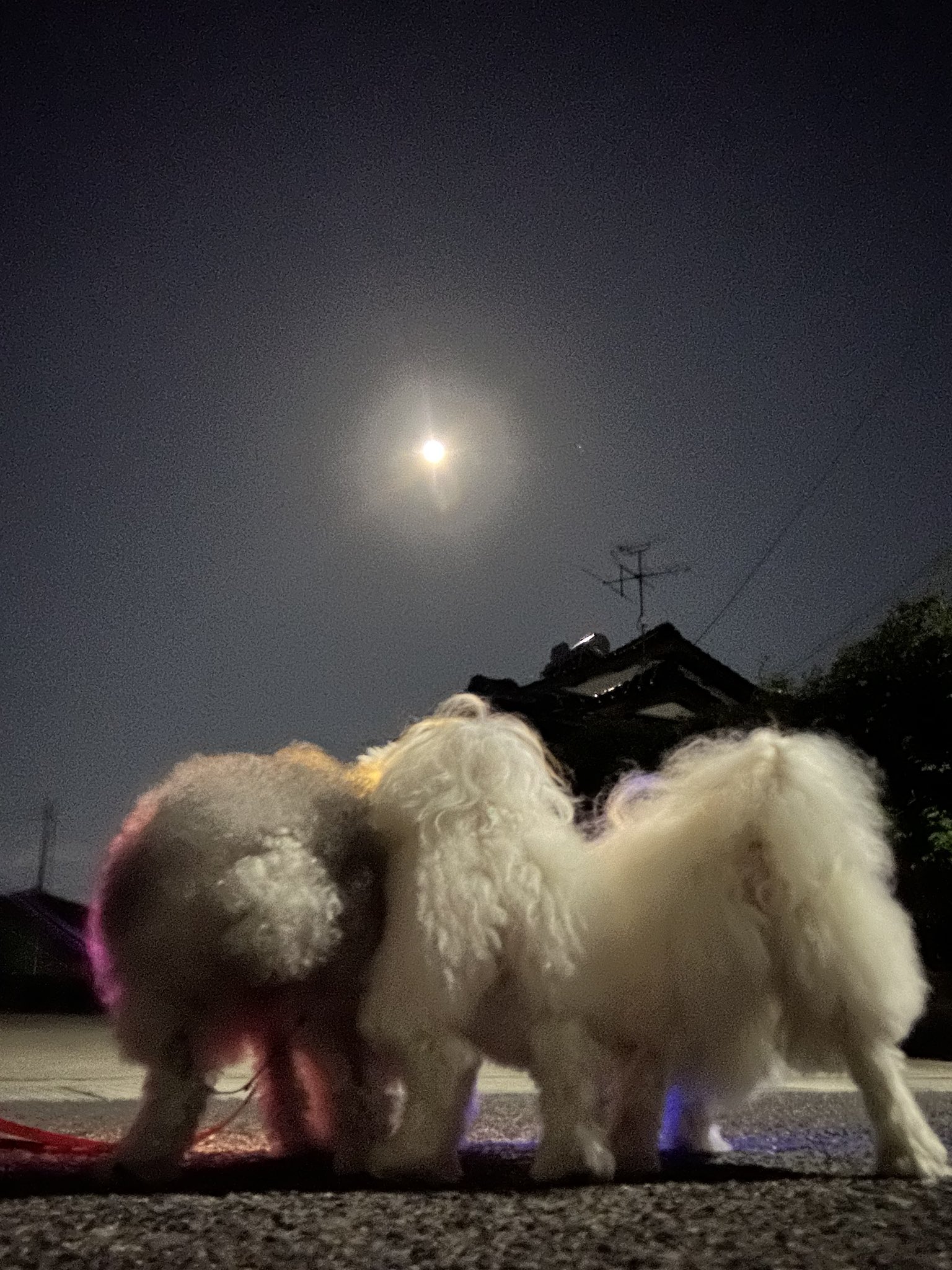 ハルページ ハル (@fusen_haru_) / X