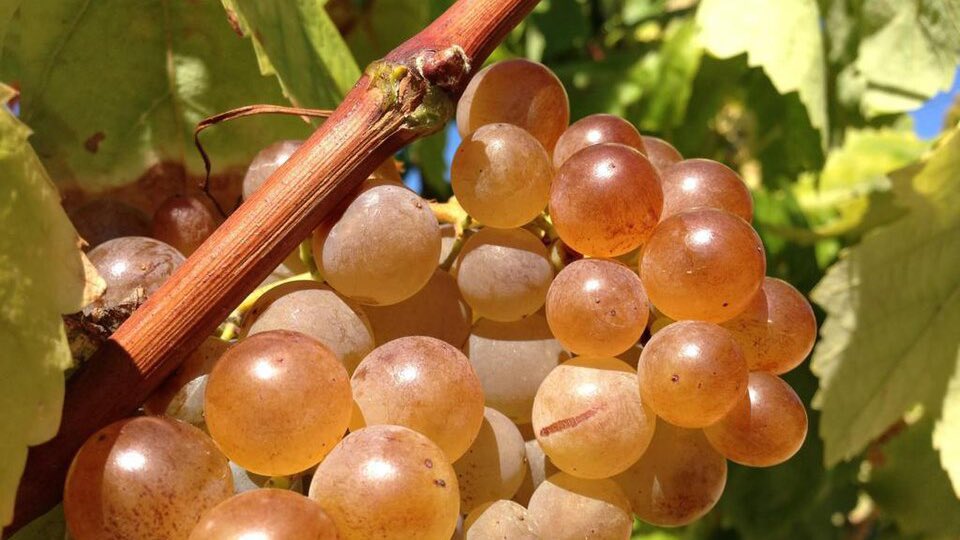 Viquipèdia 2️⃣5️⃣ tweet media