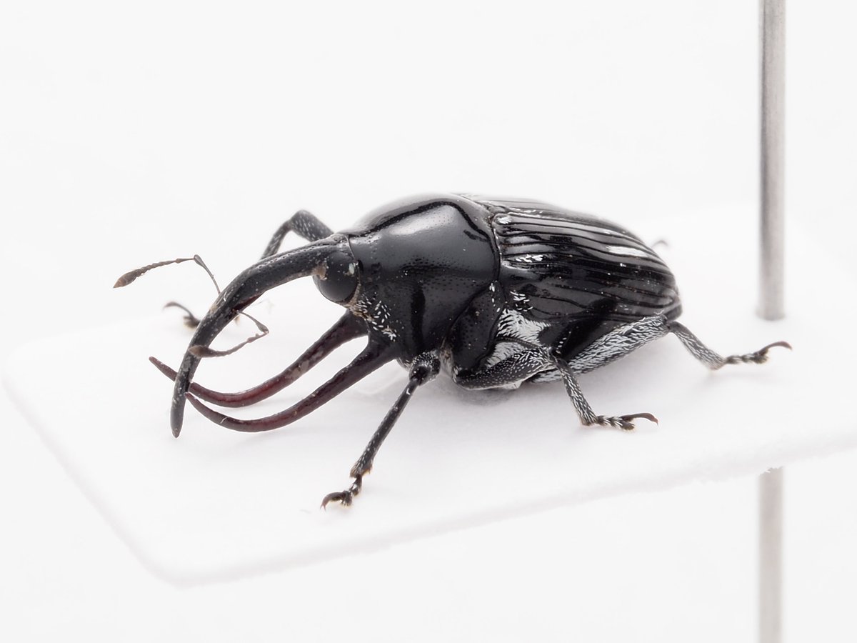 手足に白銀の美毛を持つポップ柄の大型クモゾウムシ 手足に白銀の美毛を持つポップ柄の大型クモゾウムシ 手足に白銀