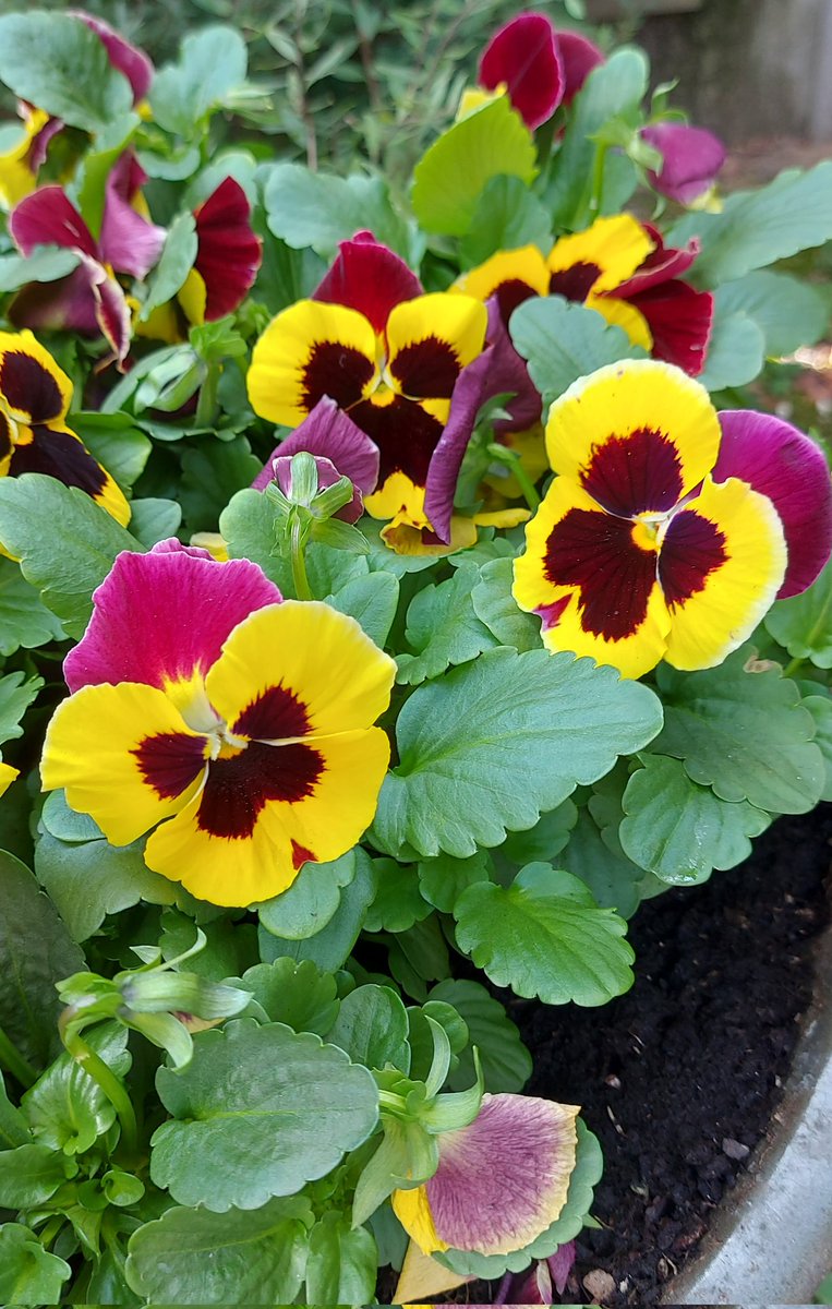 LivingCozy's tweet image. For a beautiful week beautiful #flowers! Loving the fall colors! 
Happy and wonderful Monday! 
👼🍂❤️🏡❤️🍂👼
📸 LivingCozy FallGarden
#FallGarden #FallColors #FallInLove #OctoberLover #MondayMotivation