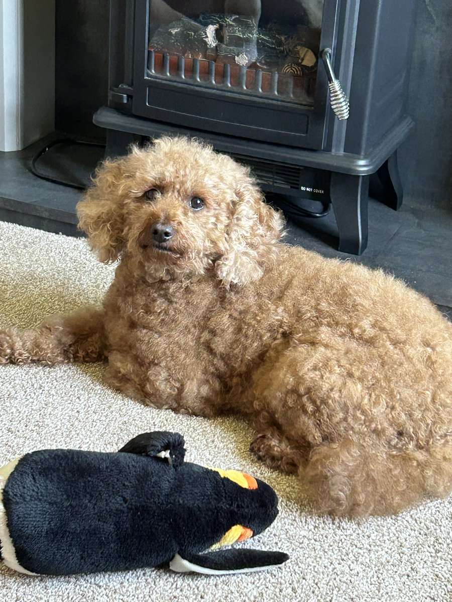 Fwends!! Look what hoodad did to ma ears! I look like a girl hoomama says, but hoodad won’t change me back to myself…pfft 🐾❤️🐾❤️#ZSHQ