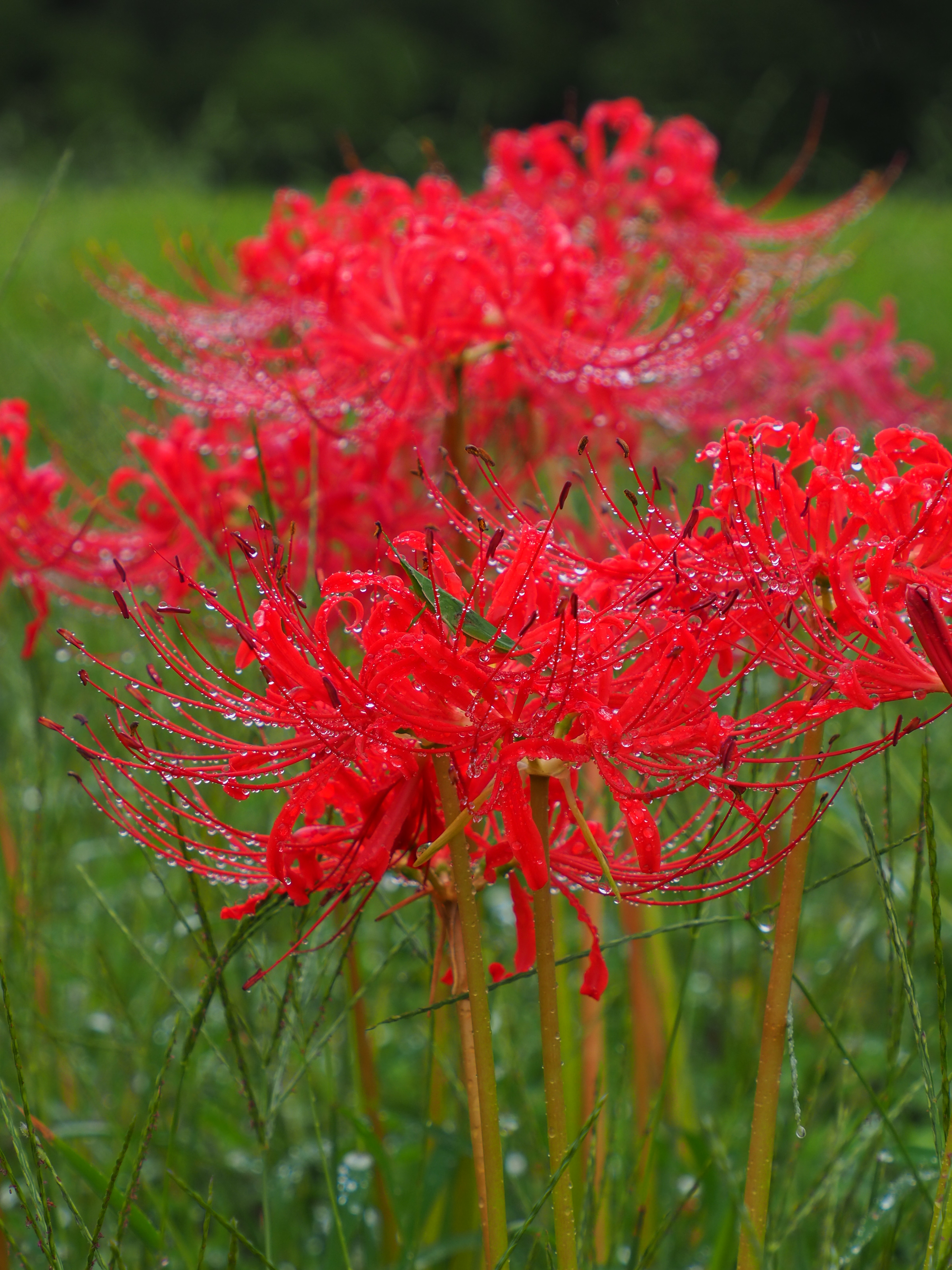 s*5様 虎 残響 赤 ヒガンバナ #172 ポンチくん on X: 