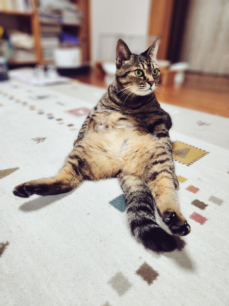 お腹の毛繕いは
いつもこのスタイルで😺

#猫のいる暮らし