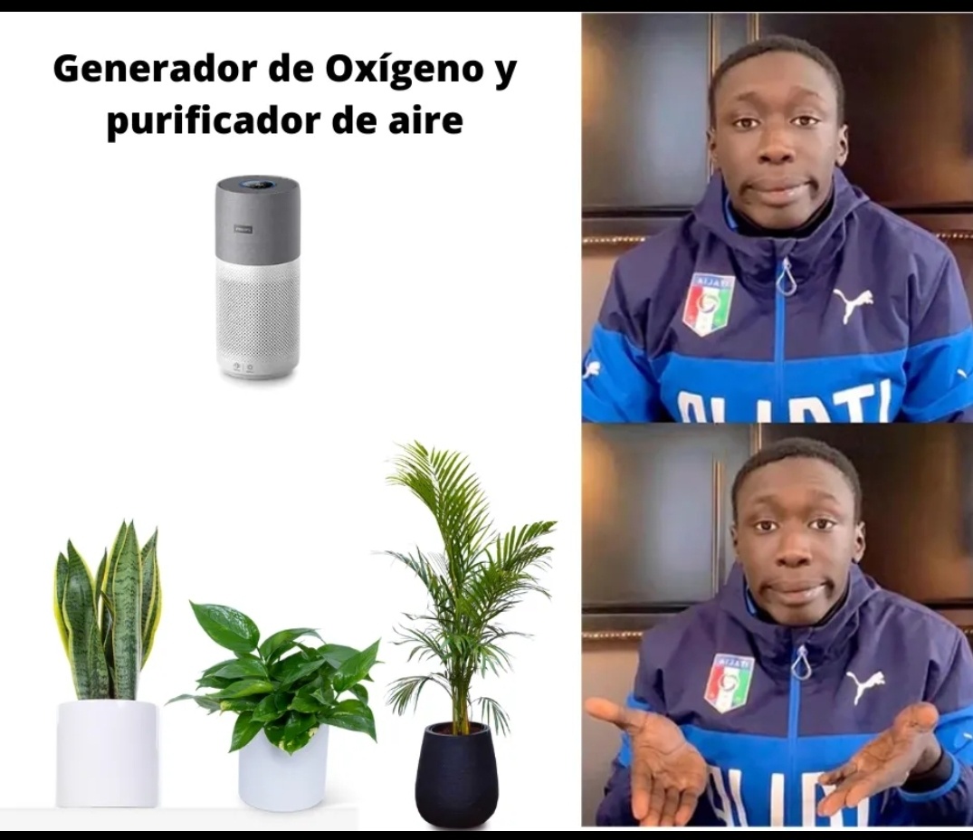 🌿 ¿Por qué complicarnos con aparatos si tenemos plantas que purifican el aire gratis? 🪴