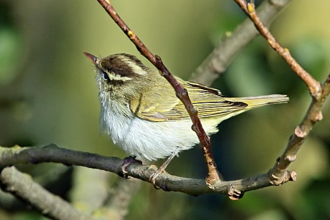 Jeff Hazell tweet media