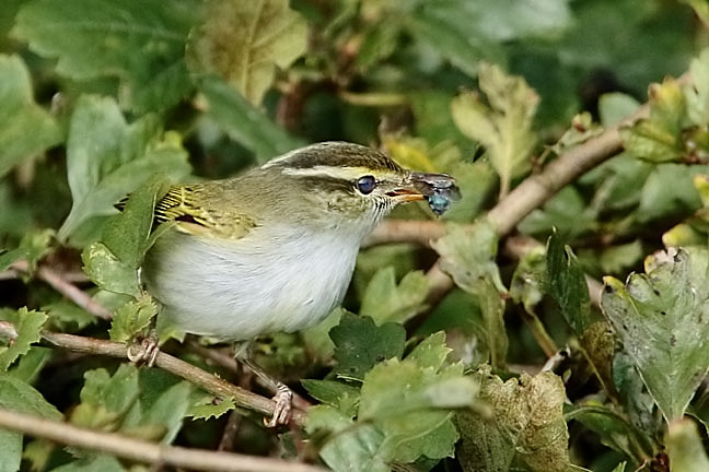 Jeff Hazell tweet media