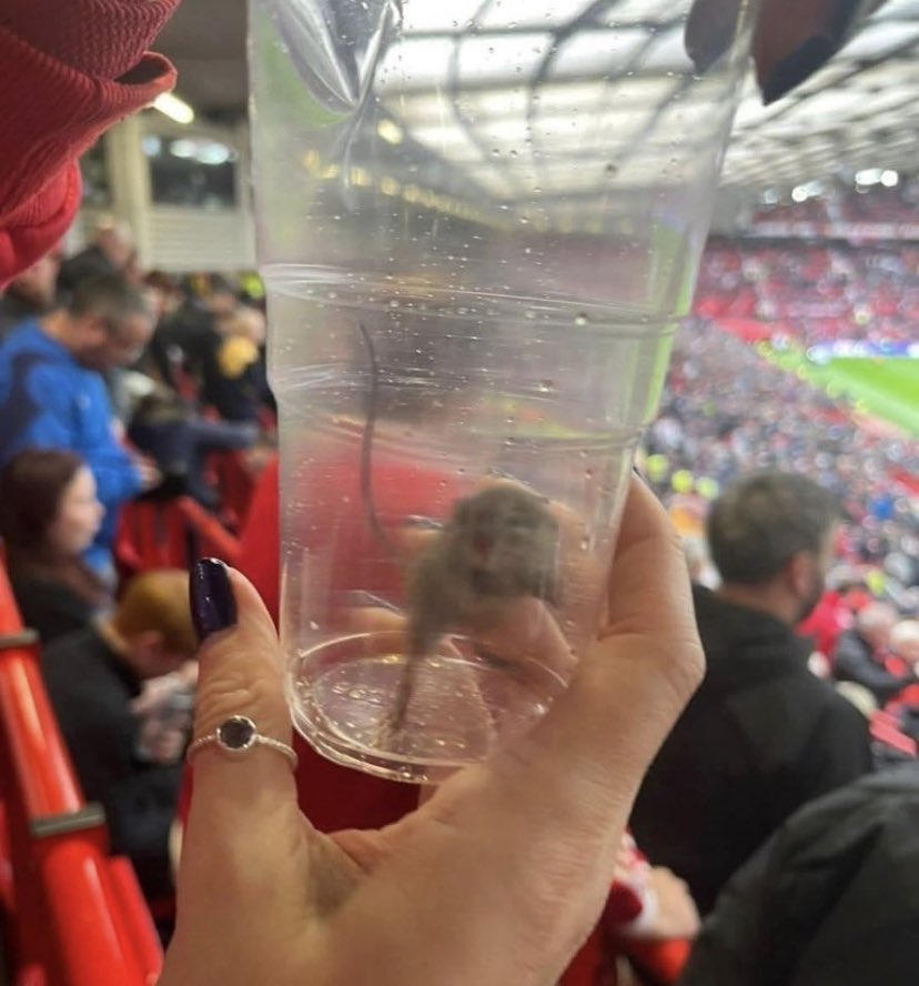 thecityshack's tweet image. A Sunderland fan caught a rat at Old Trafford this Saturday... 😳🐀