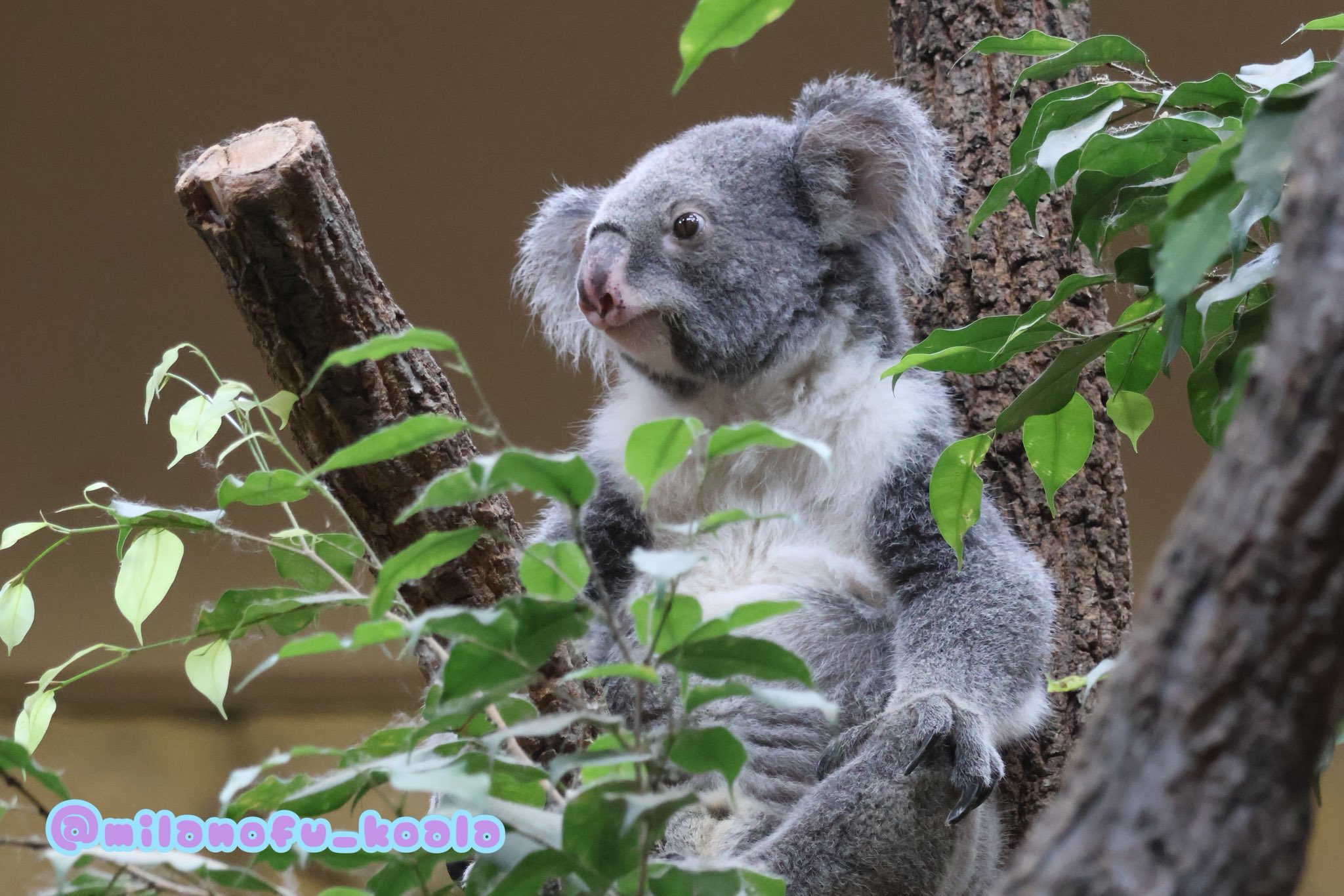 コアラ みらの🐨 on X: 