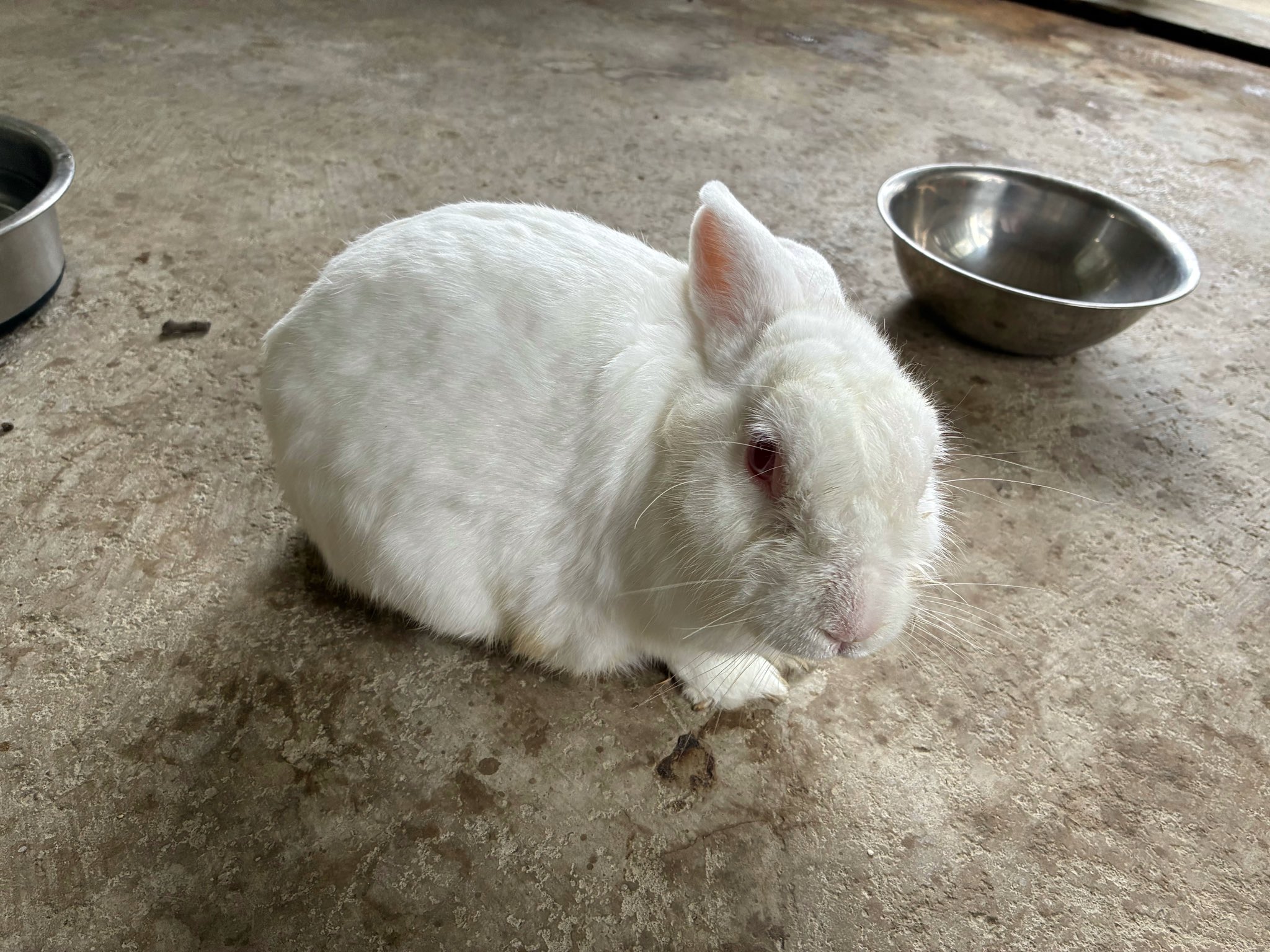 夏色うさぎ 夏休みの自由研究は 『うさぎの🟤からエネルギーを作り出す！』