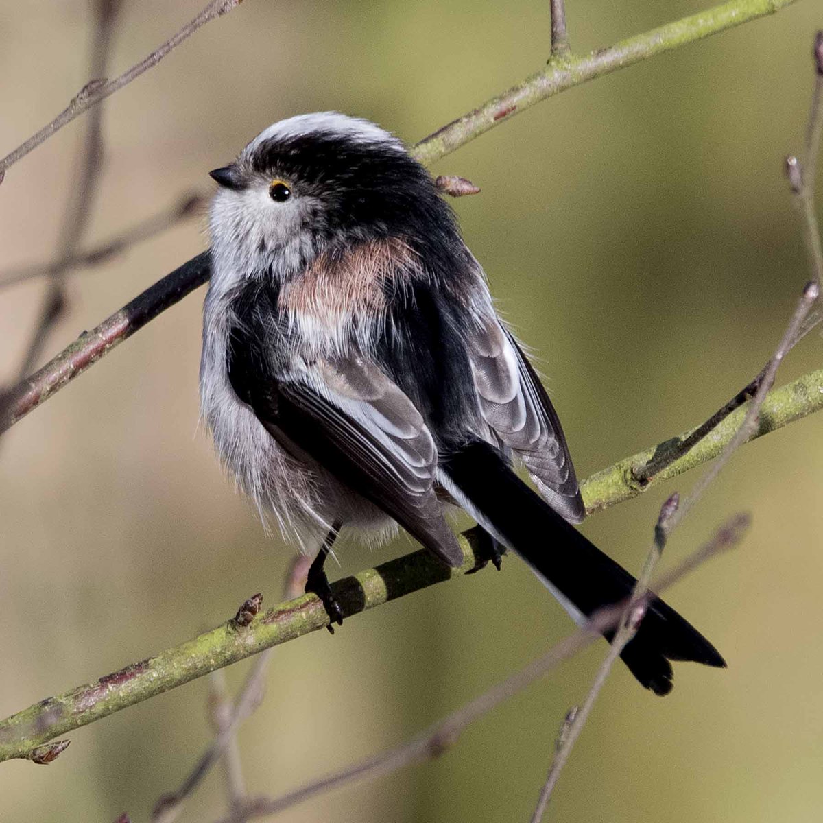 Following the high winds on Saturday, we have rescheduled our Warden’s Walk to this Saturday 11th October at 10am at Sculthorpe  Moor. A few places are remaining. For more information and to book: ow.ly/YyWO50X7g6f