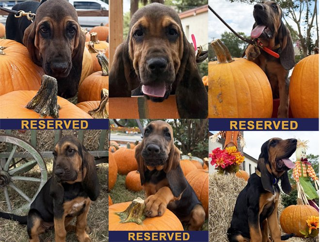 scentevidencek9's tweet photo. New pups have arrived! Head on over to our K9 page to see the latest! 4 of these future lifesavers are already reserved but more are on the way. https://t.co/cEV74WBLSf #Bloodhound #scentdiscriminatek9 #K9Trailing https://t.co/k7UX3OQcsr