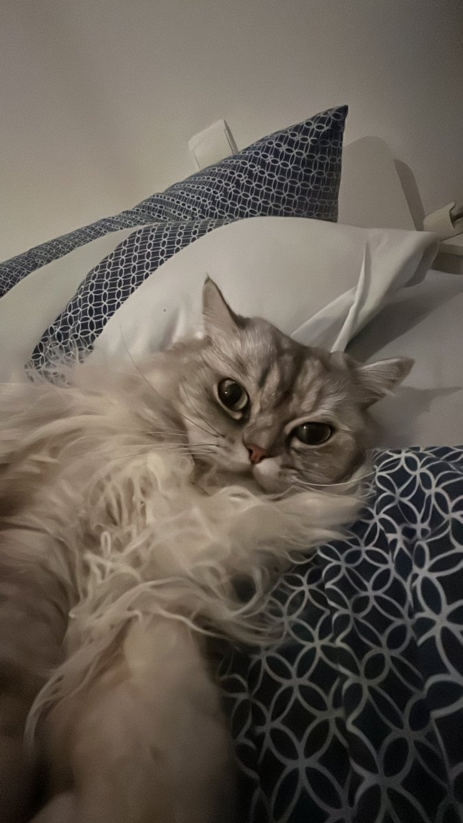 Nael Guiot tweet media