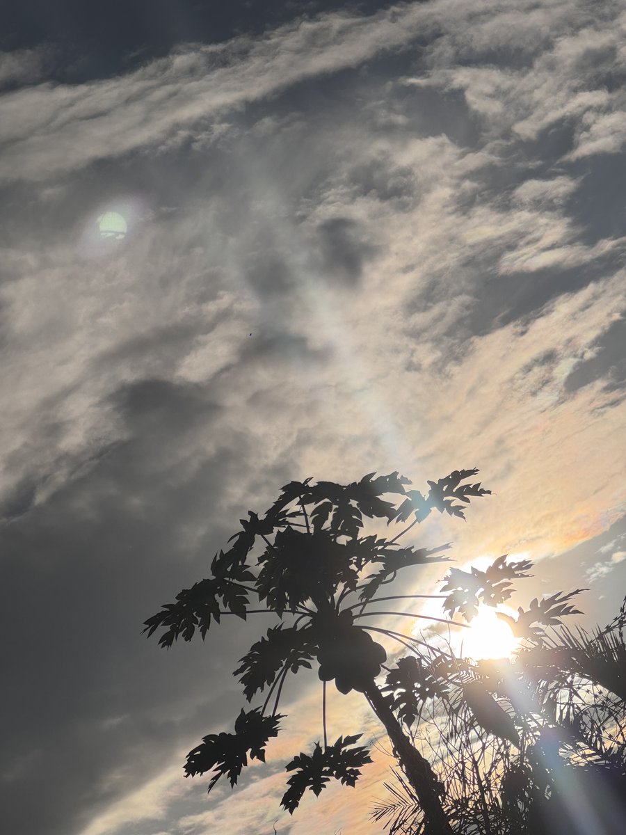 labbyrex's tweet image. God is the greatest ✨ 
Speaks of bringing light to creation🗽

#Itakenaturalphotos 
#nature #Plant #photography
